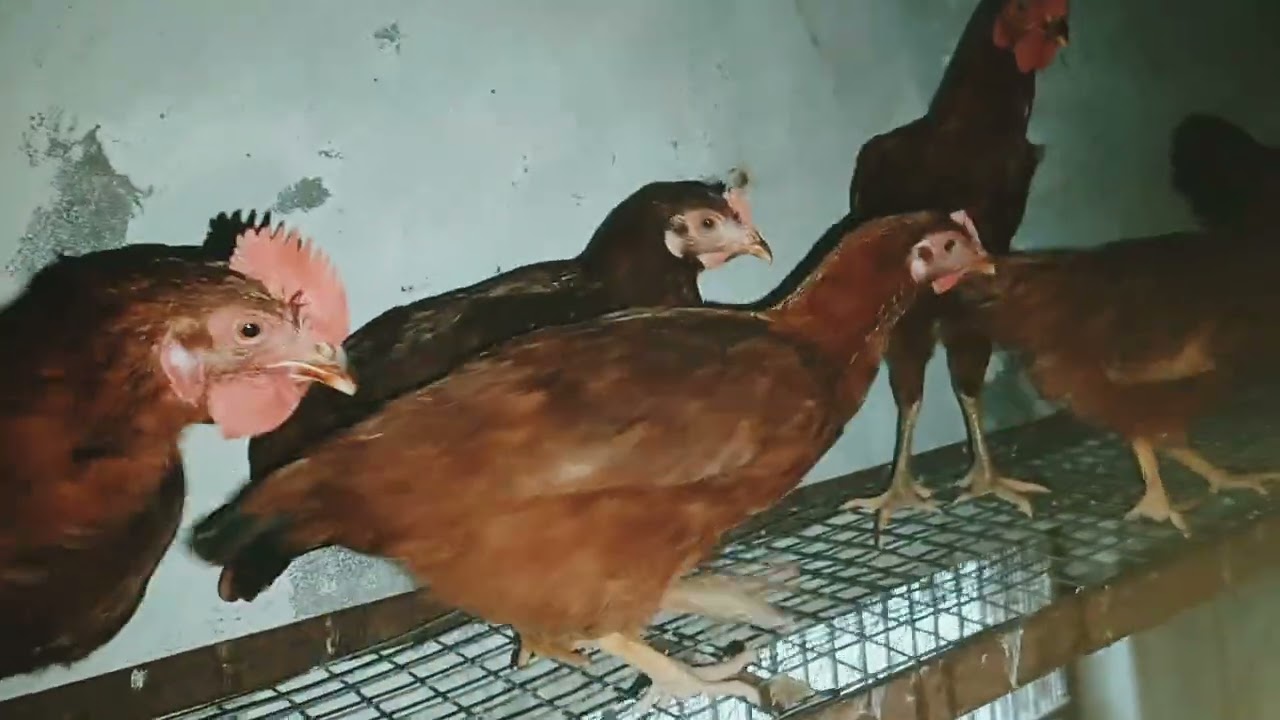 BUFF ORPBIGTON PAIR like Karo 