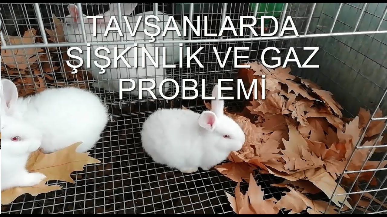TAVŞANLARDA GAZ PROBLEMİ VE ŞİŞKİNLİK