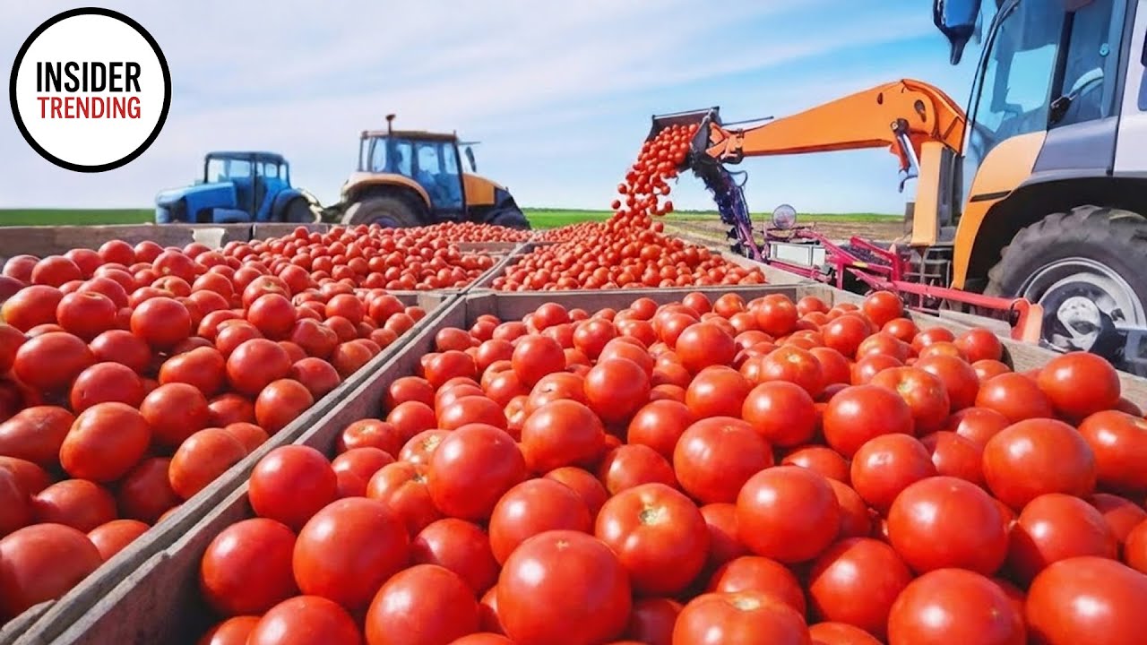 Шокирующее видео: Современные сельскохозяйственные машины, выводящие масштабные урожаи на новый у...