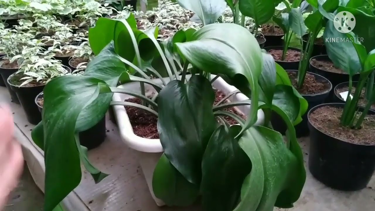 Эухарис амазонский