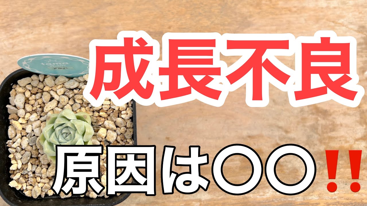 【多肉植物】大きくならない苗の原因は？ダメだと思ったらチェックしよう