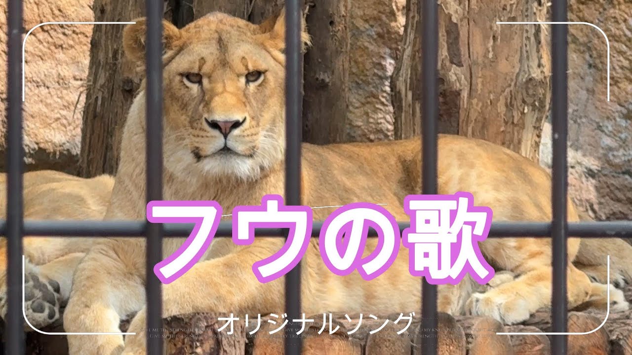 オリジナルソング#8「わがままボディ・フウの歌」#釧路動物園 ライオン #旭山動物園 #オリトファミリー#oritofamily #asahiyamazoo