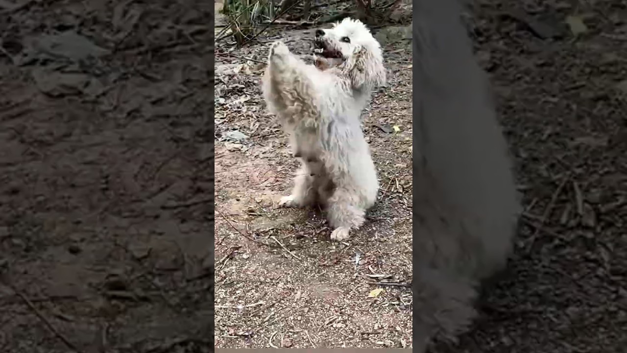 Mother dog asks passersby for help #shorts #dog #dogrescue #kindness