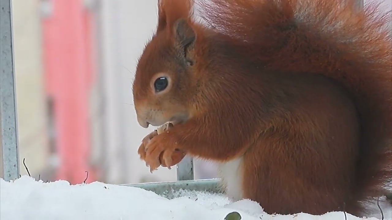 Tagträume🐿️Frühaufstehen