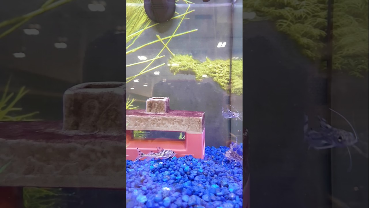 PICTUS CATFISH SWIMMING AROUND