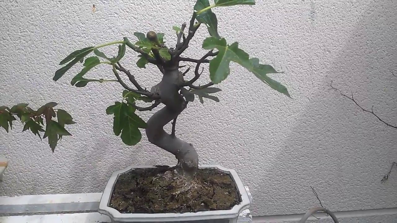 Pinzado de una higuera