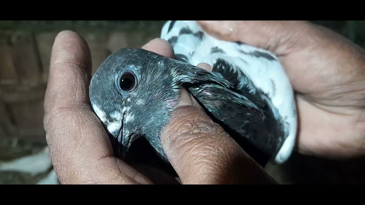 SHOK KARO Ek SE BADKAR LA JAWAB MADEEN Ka#video#
