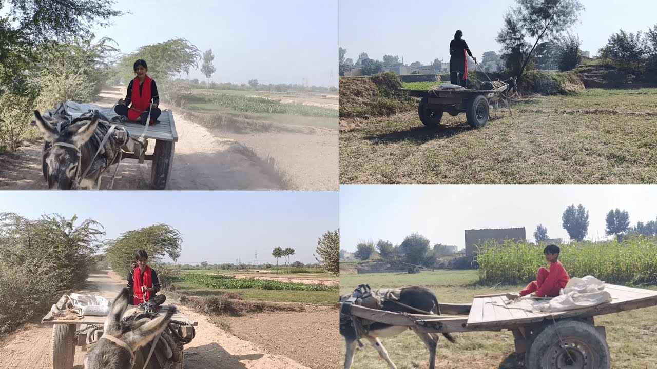 DONKEY CART RIDING | ME NE OR AZAAN NE RIDING KI | #donkeycart #donkey