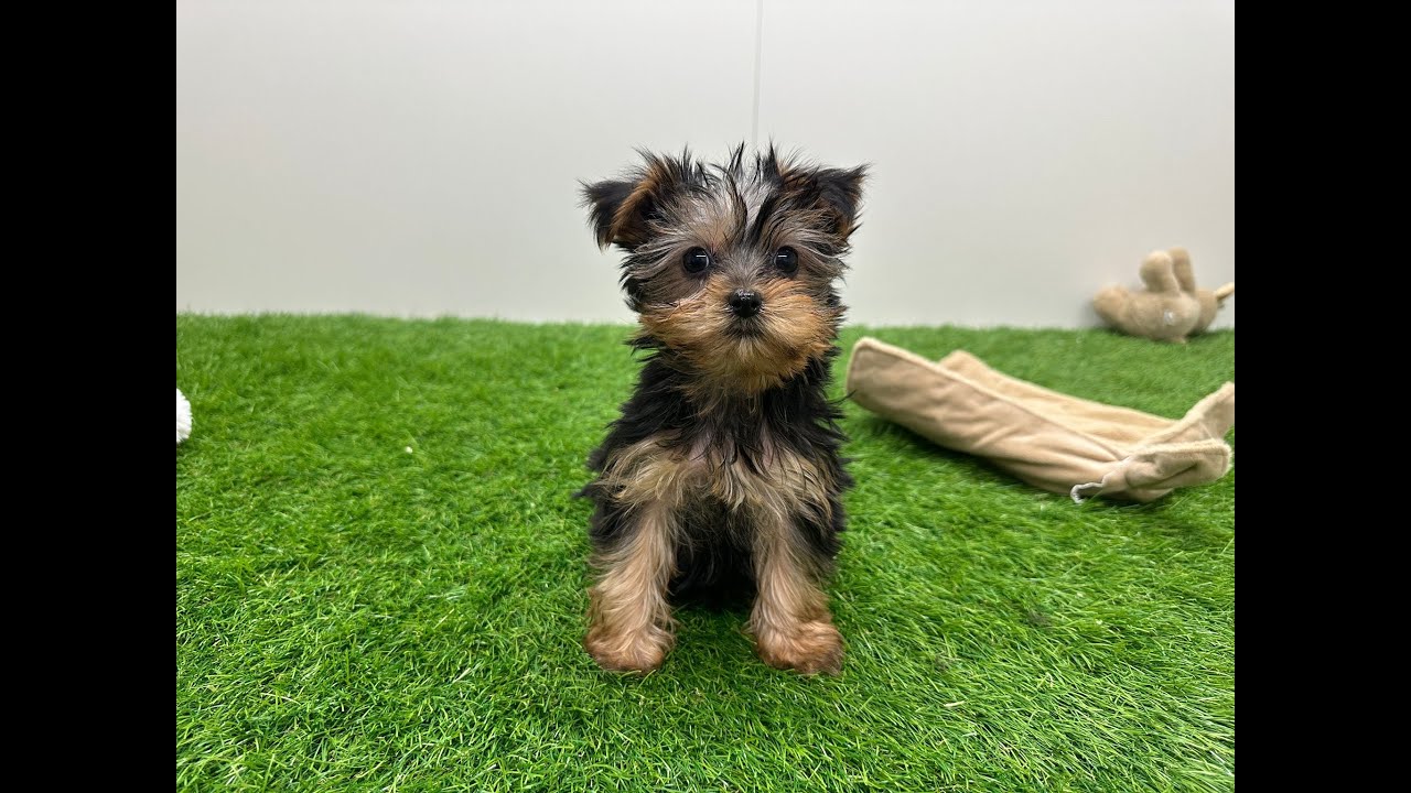 🐶 Yorkshire Terrier 🐶 teefje 🐶 PUP ID 014479013 🐶