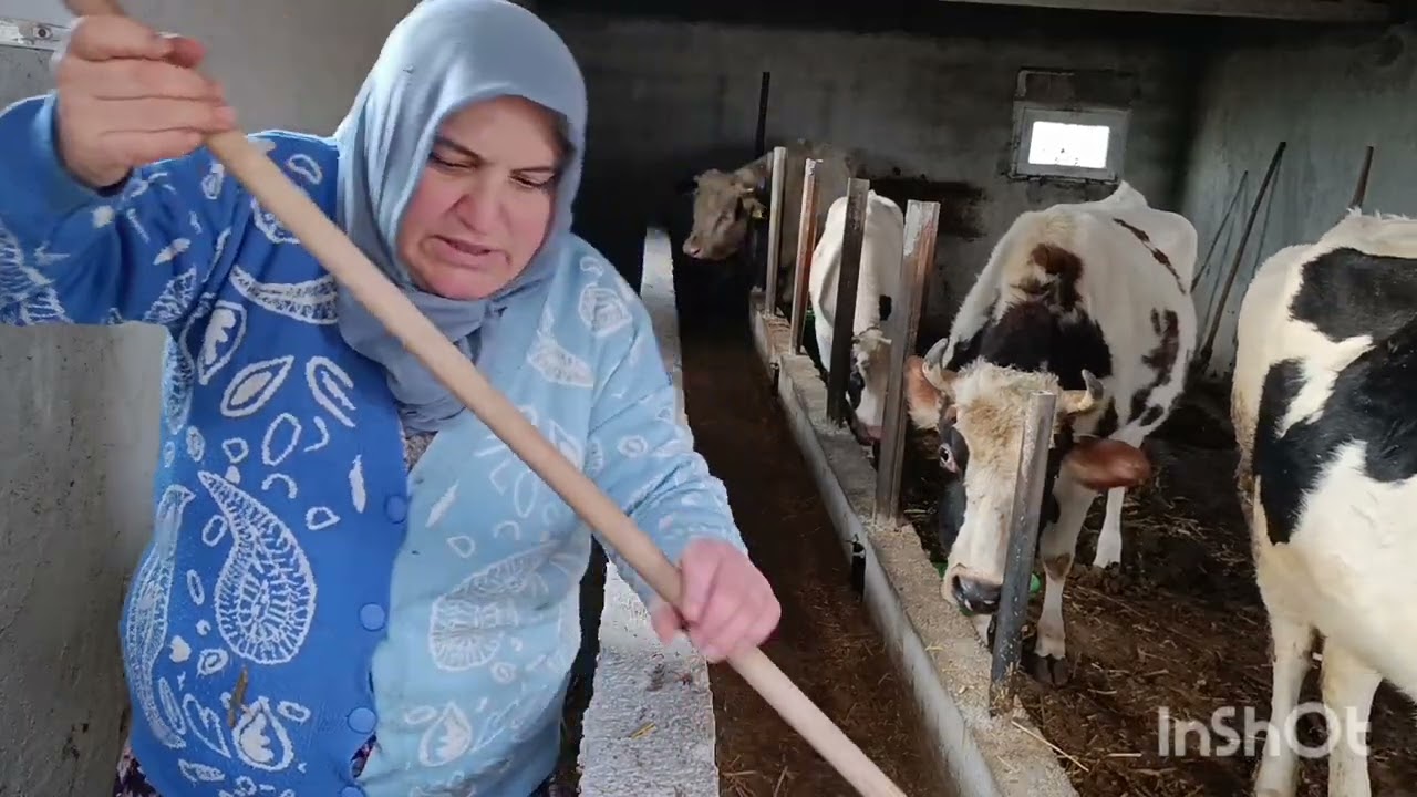 KÖY HAYATI KÖYDE SABAH İŞLERİ #keşfet #köy #koyvlog #köyhayatı 