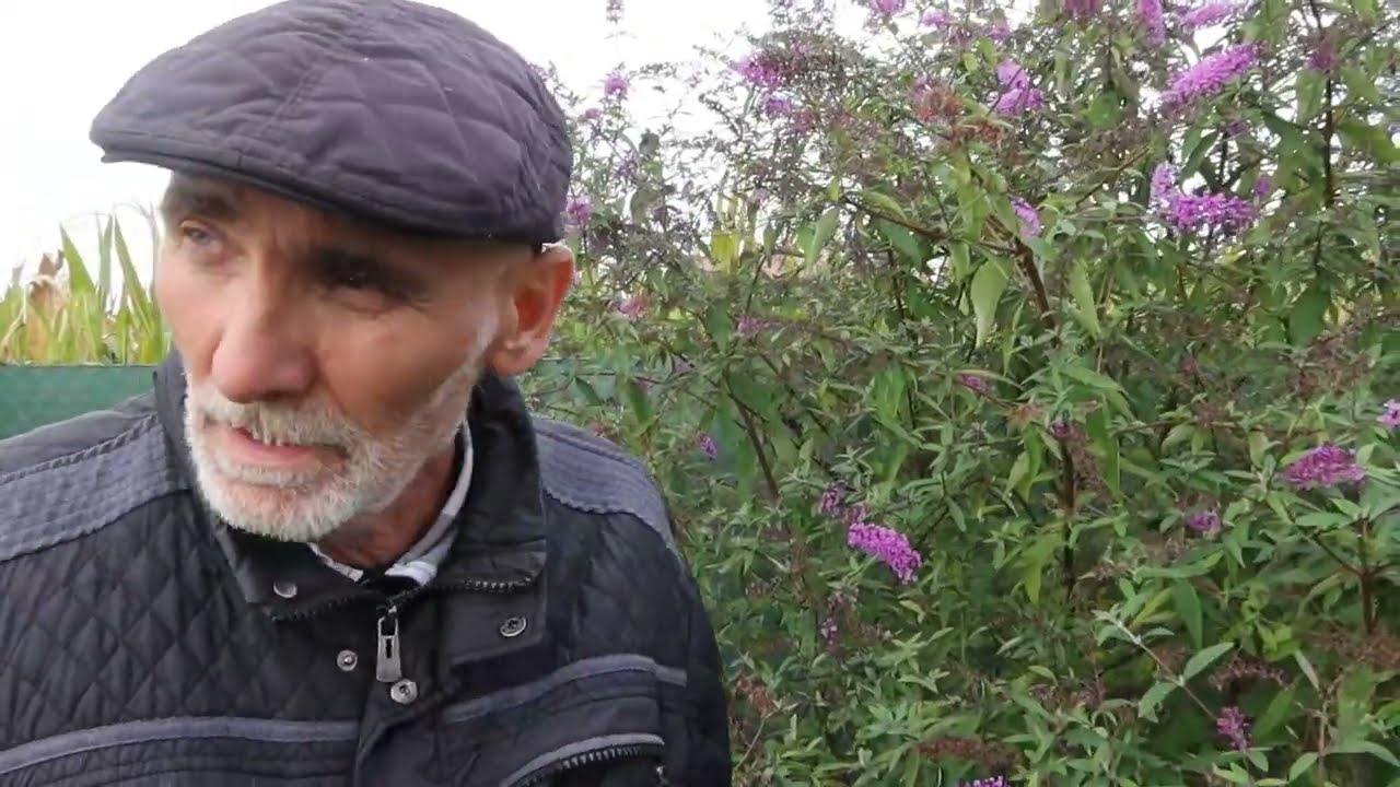 Kiedy przyciąć i przesadzić budleję