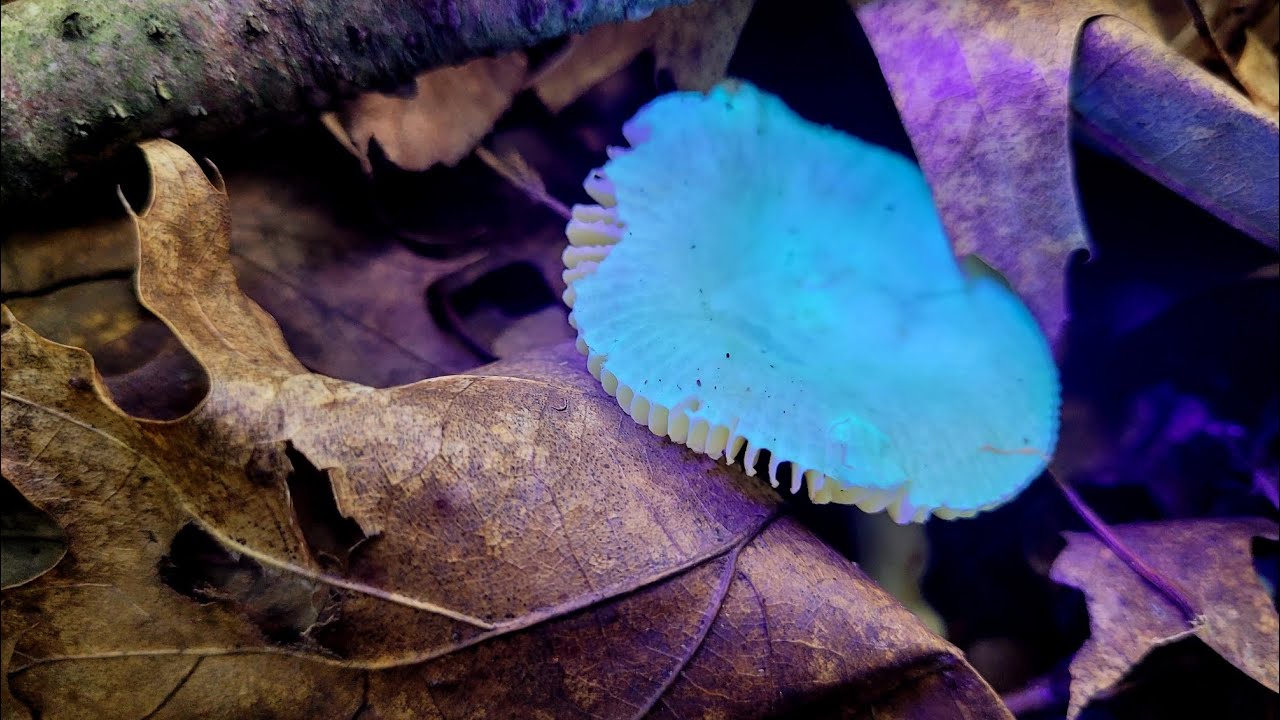 Glowing mushrooms | Russula biofluorescent fungi that glows under UV light 