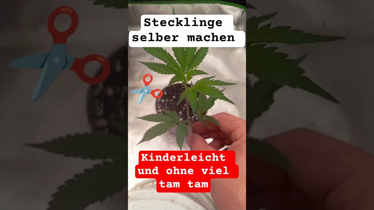 Stecklinge selber machen.... Kinderleicht und ohne viel tam tam.
