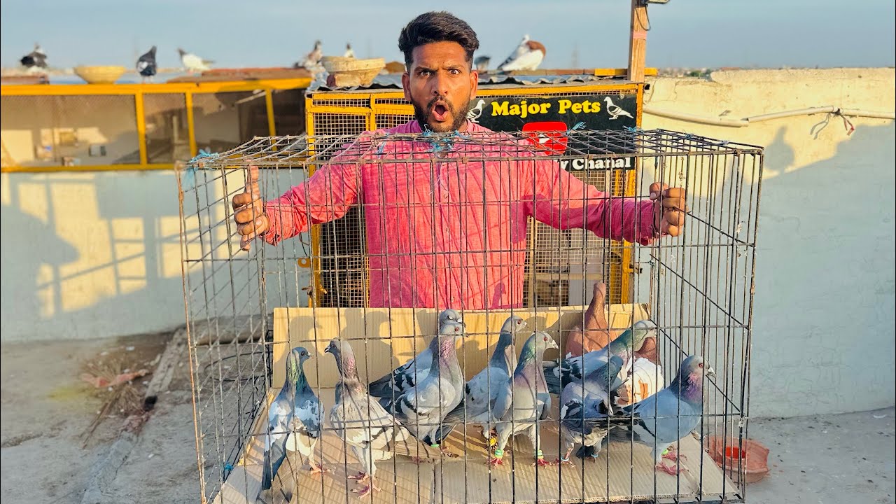 Aaj kabutaro ke puri Dukan khareed kar lay aye 😳😳