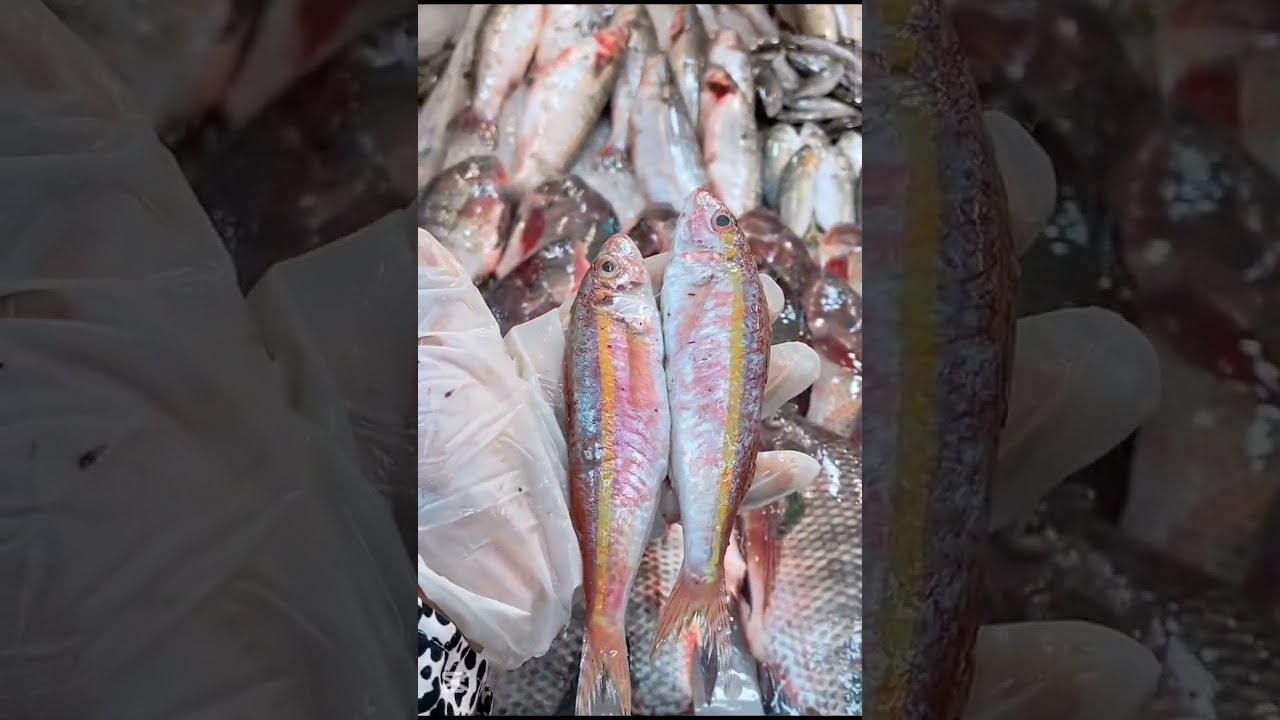 يا نهار فسفور