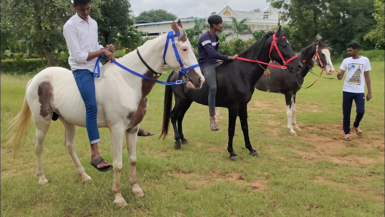 pure marwadi stallion horse in Hyderabad | khassi ghoda raj tilak horse