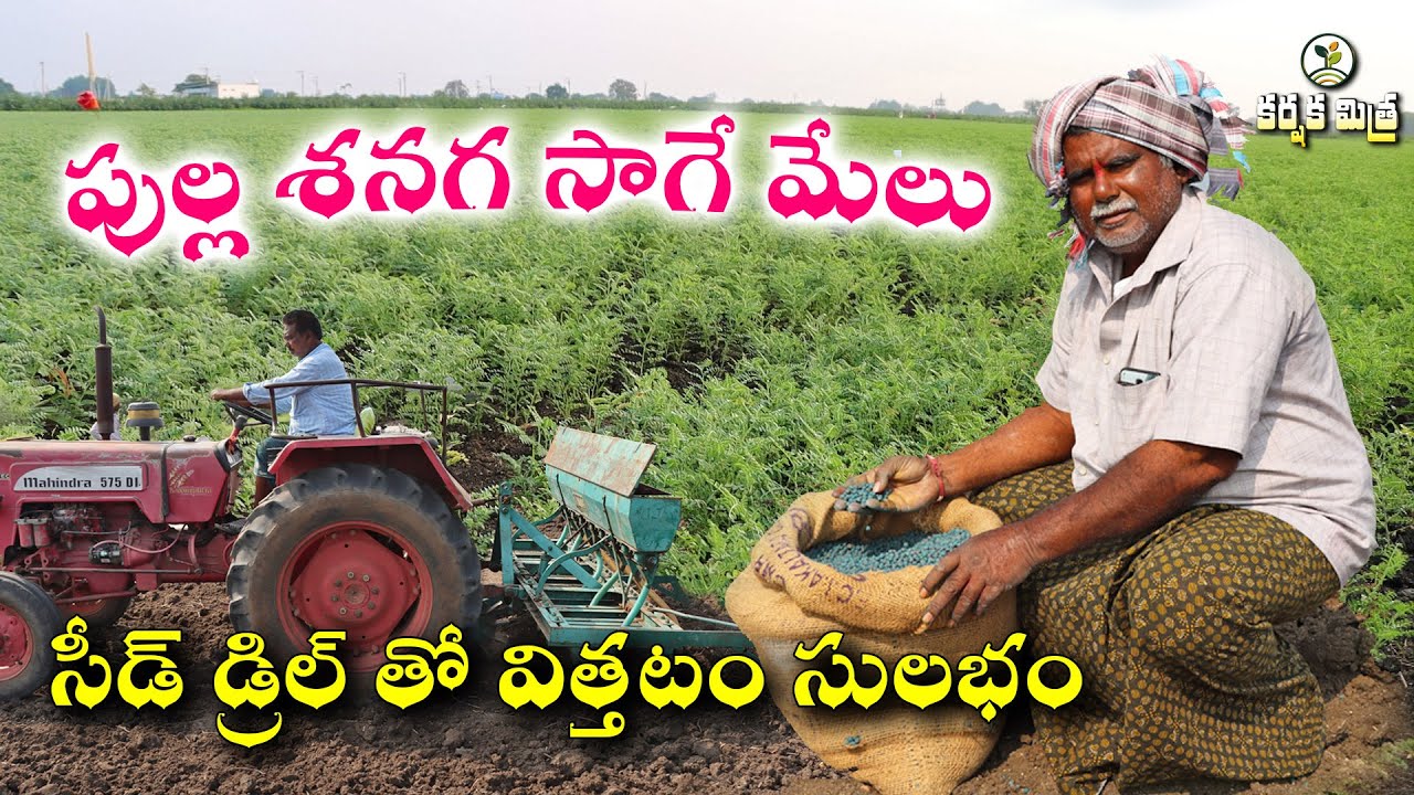 రబీలో లాభాల పంట శనగ || Success Story of Chickpea 
