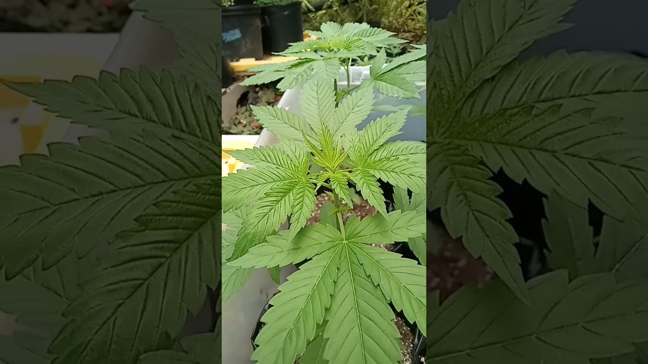 New strains in the garden Gorilla Bomb and Super Silver Haze #growing #cannabis @growingHI
