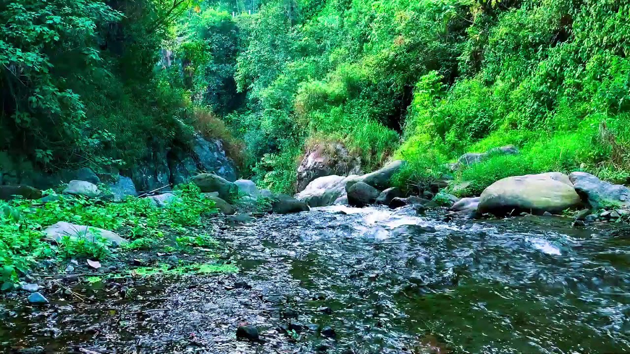Forest River Waterfall Atmosphere for Mental Healing, Therapy, Reading