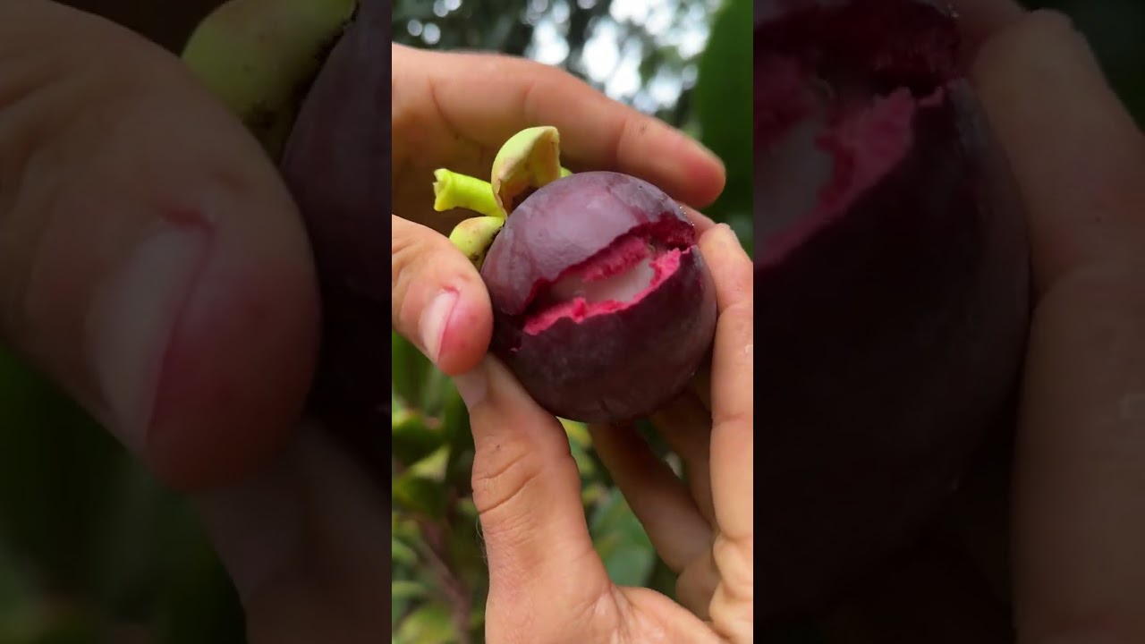 The Queen of Fruits