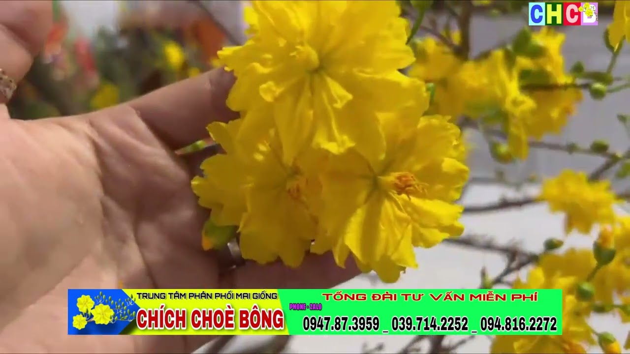 HOA MAI ĐẠI LỘC HOA CỰC ĐẸP GIÁ CÂY GIỐNG LẠI CÒN RẺ BẤT NGỜ | 0397142252 hoặc 0947873959