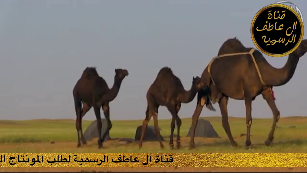 منكوس  المرهي كلمات محمد بن صليم الضورة ال عاطف اداء عل ال درعة ومسفر السندوانه