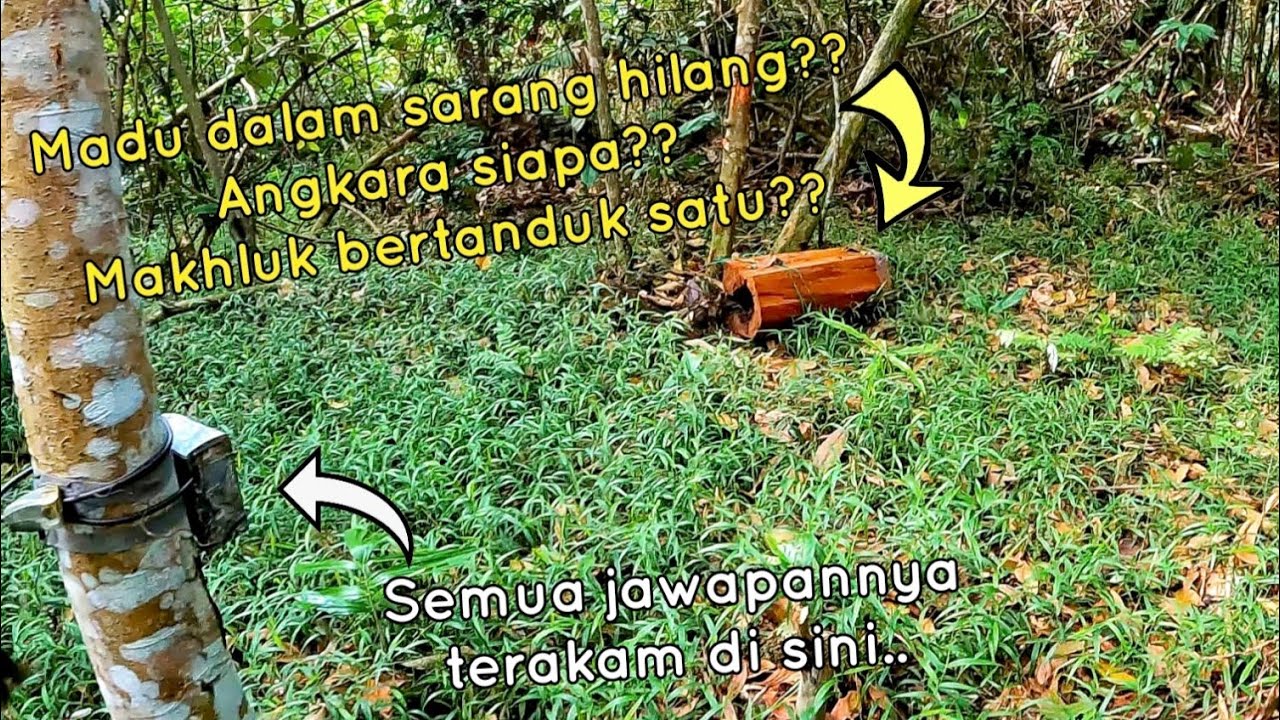 Madu dalam sarang hilang, angkara siapa??