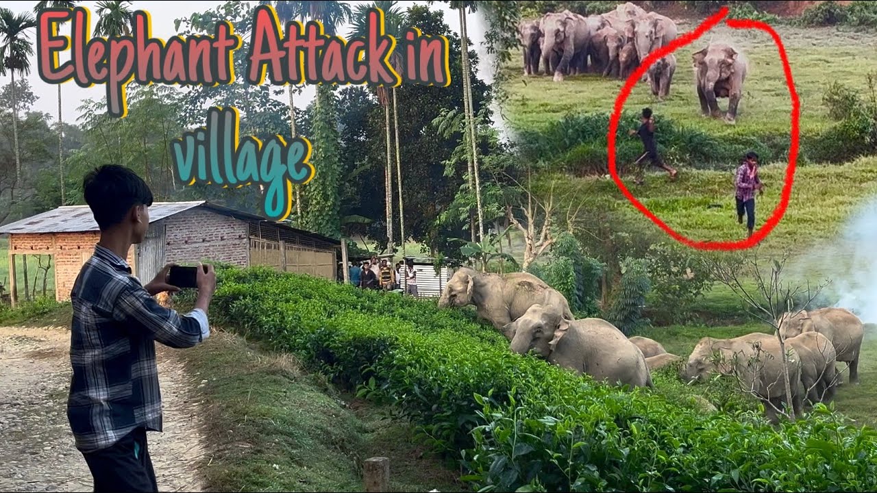 &ldquo;Wild Elephant Attack in Village | Shocking Real Footage!&rdquo;🏚️🏚️🐘