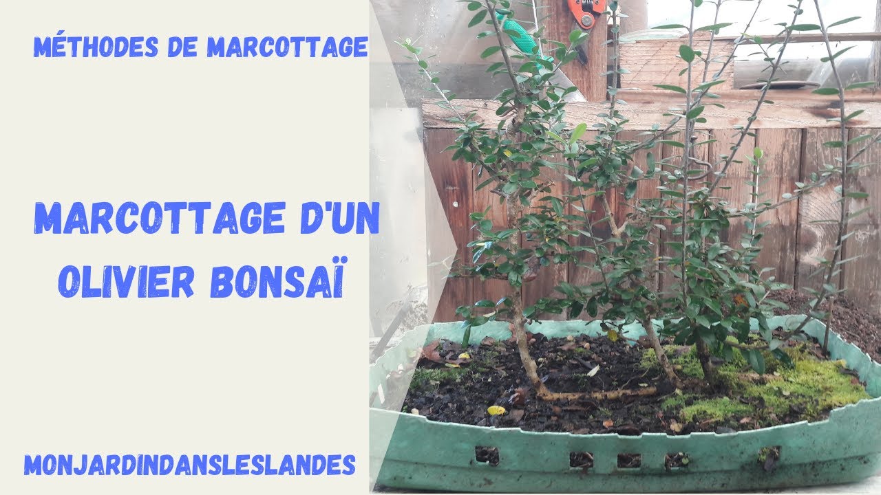 Marcottage d'un olivier bonsaï - Monjardindansleslandes