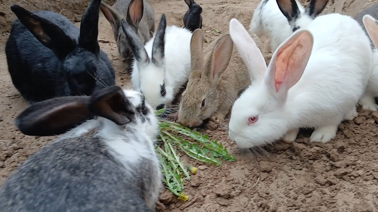 ✅️ Заргушо дар як моҳ 500 Грами фарбеҳ шуданд