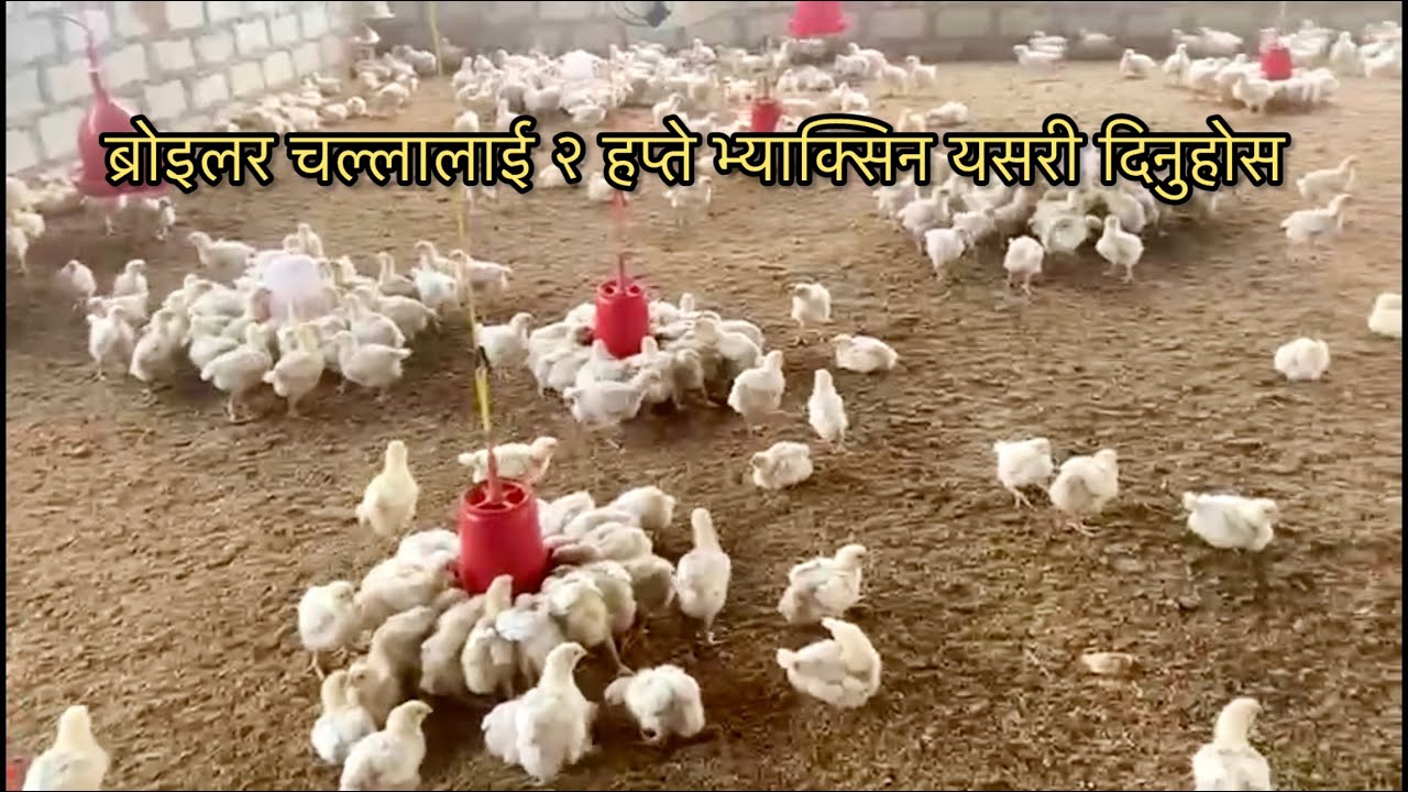 ब्रोइलर चल्लालाई २ हप्ते भ्याक्सिन| When and how to vaccinate broiler chickens?  Chicken farming