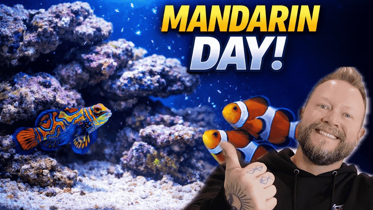 “Adding Fish to My 15 Gallon Reef 🐠 | Mandarin Goby & Clownfish”