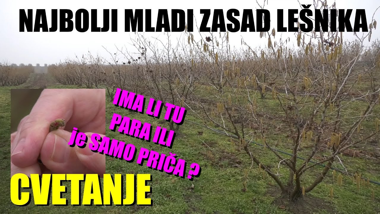 Kako do savršenog zasada LEŠNIKA i maksimalne OPLODNJE CVETOVA ??! Ima li tu neke zarade ILI ...