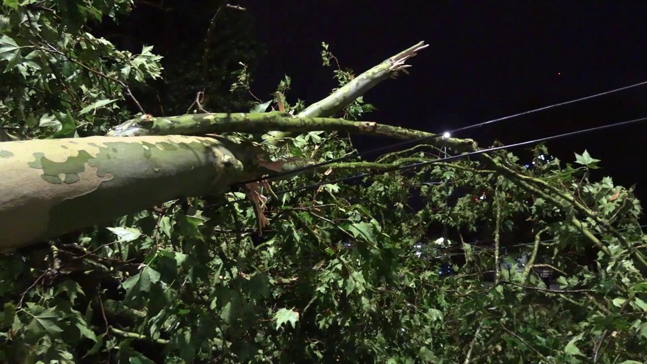 Maltempo, alberi caduti a Milano: travolti cavi del filobus