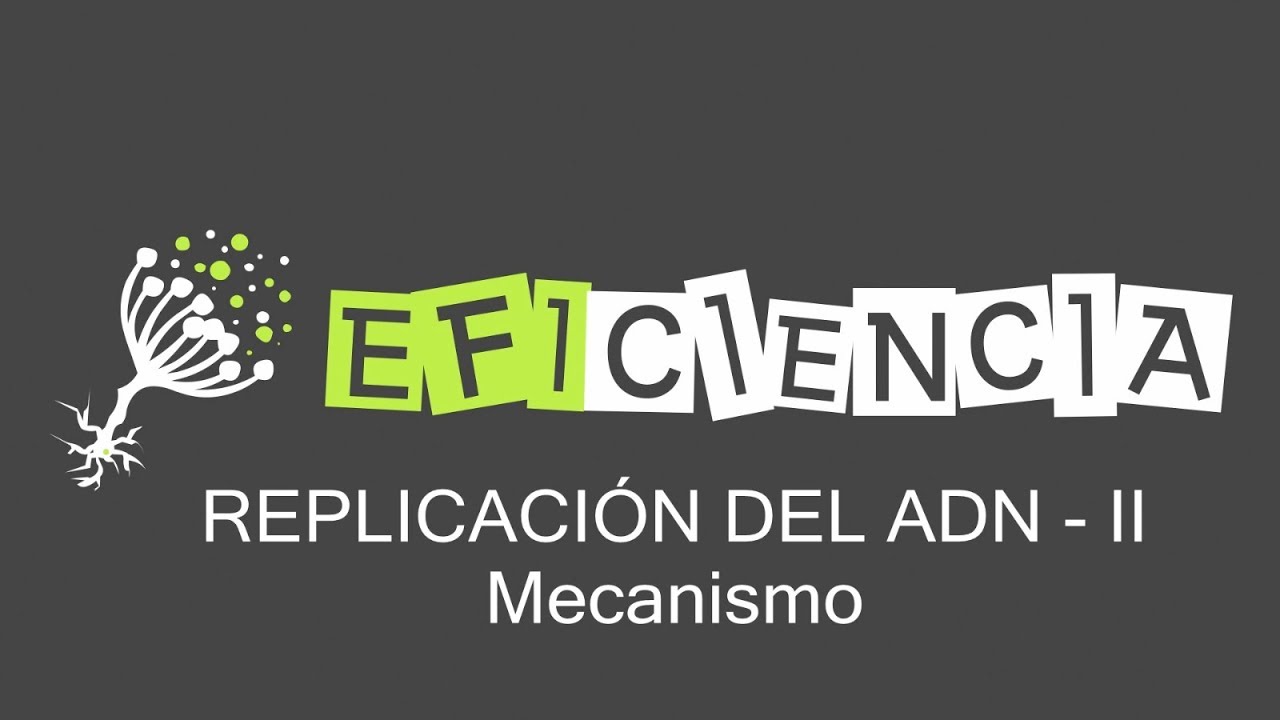 REPLICACIÓN DEL ADN-II. Mecanismo: Burbuja de Replicación, ADN polimerasas...