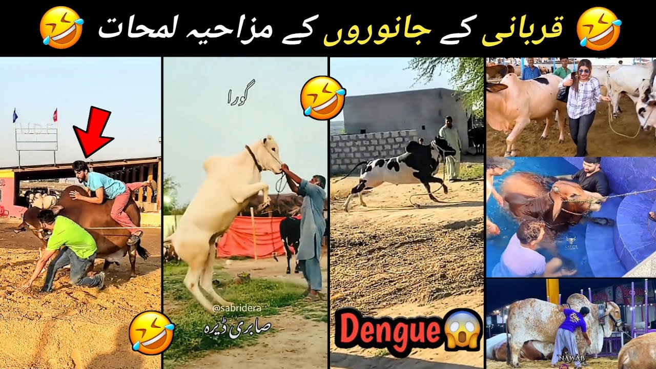 Qurbani ke Janwaron Ke Funny Moments😅| Special video and Qurbani Animals