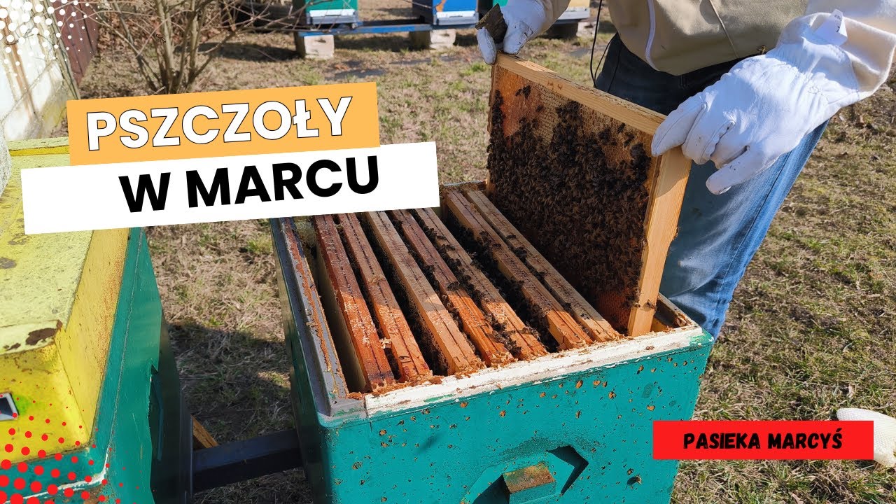 Szybki przegląd pszczół w marcu 2025