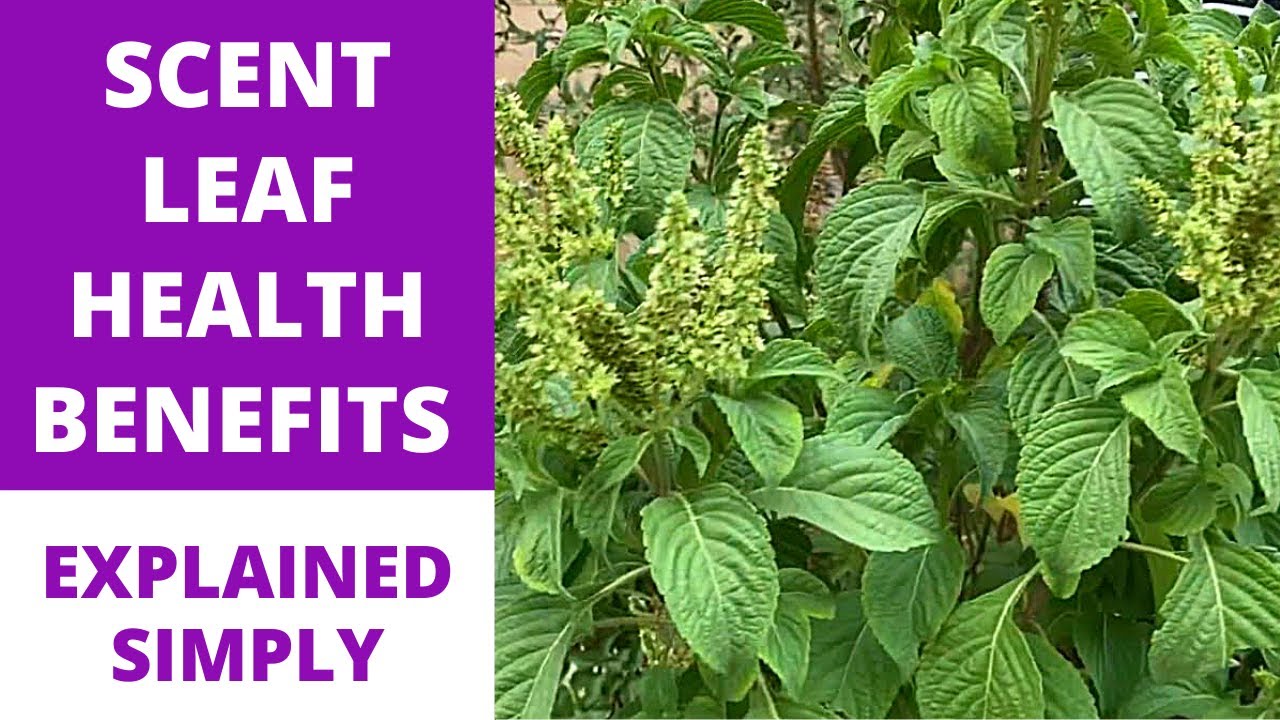 SCENT LEAF | OCIMUM GRATISSIMUM | African Basil | Clove Basil Tree + Medicinal Health Benefits