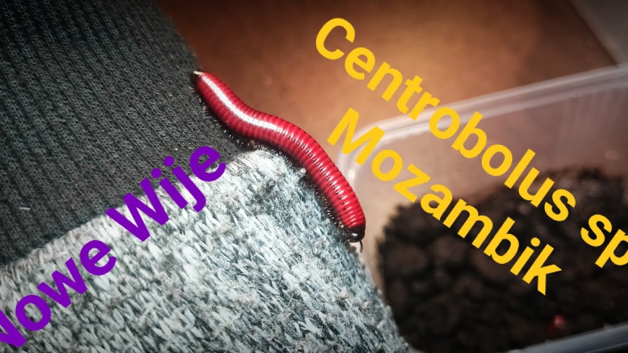 Nowe krocionogi! Centrobolus sp. Mozambik Daily 01