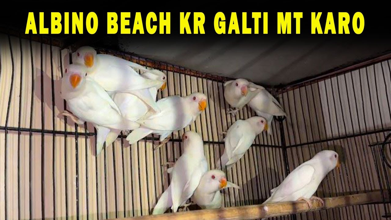 ALBINO BEACH KR GALTI MT KARO ABHI BHI WAQT HAI 🤞🤞 | AA BIRDS INFORMATION