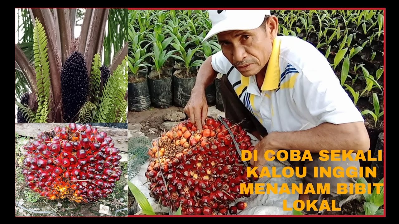 HARUS KITA TAU BIJIAN YANG MANA UNTUK BISA JADIKAN BIBIT SAWIT LOKAL EPISOD KE 3.