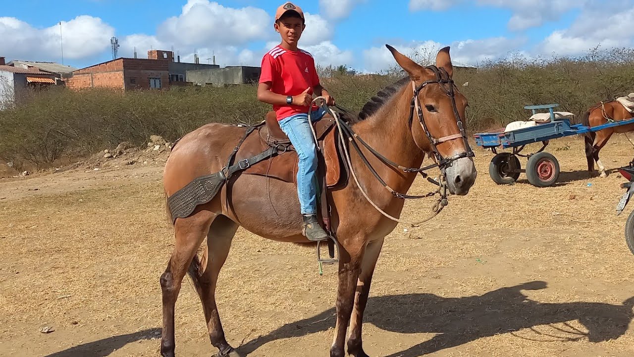 FEIRA DE CAVALOS EM CAMPINA GRANDE-PB 12-11-2025 ANIMAIS DE 500 REAIS HOJE 