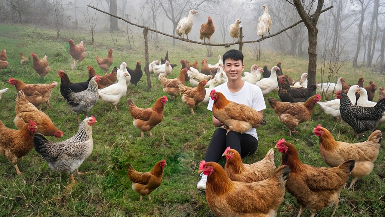 Farm Life: Selling 200 Chickens and Expanding into a New Project
