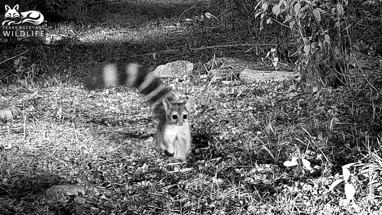 The world's most extravagant tail:  A ringtail showing off