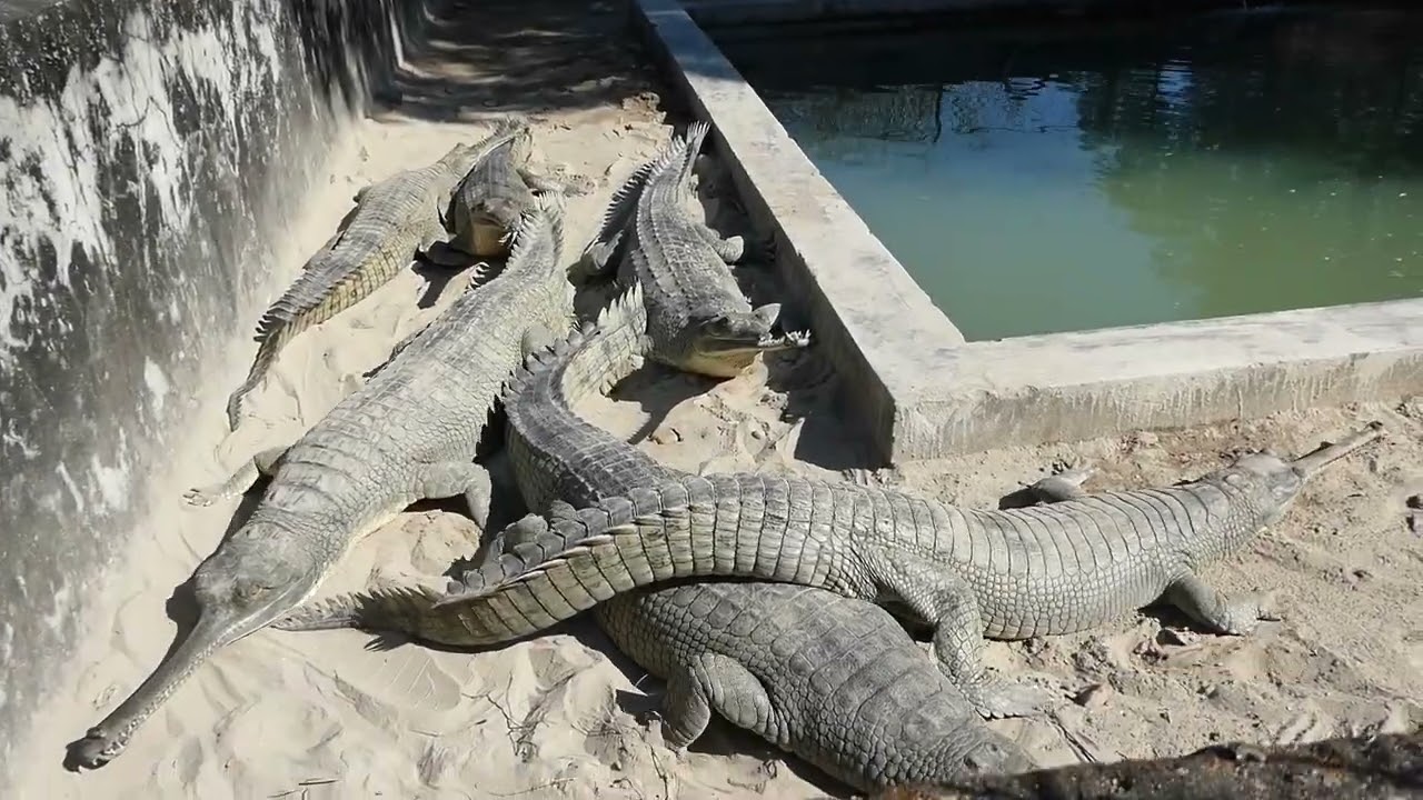 Les crocos de la Bardia
