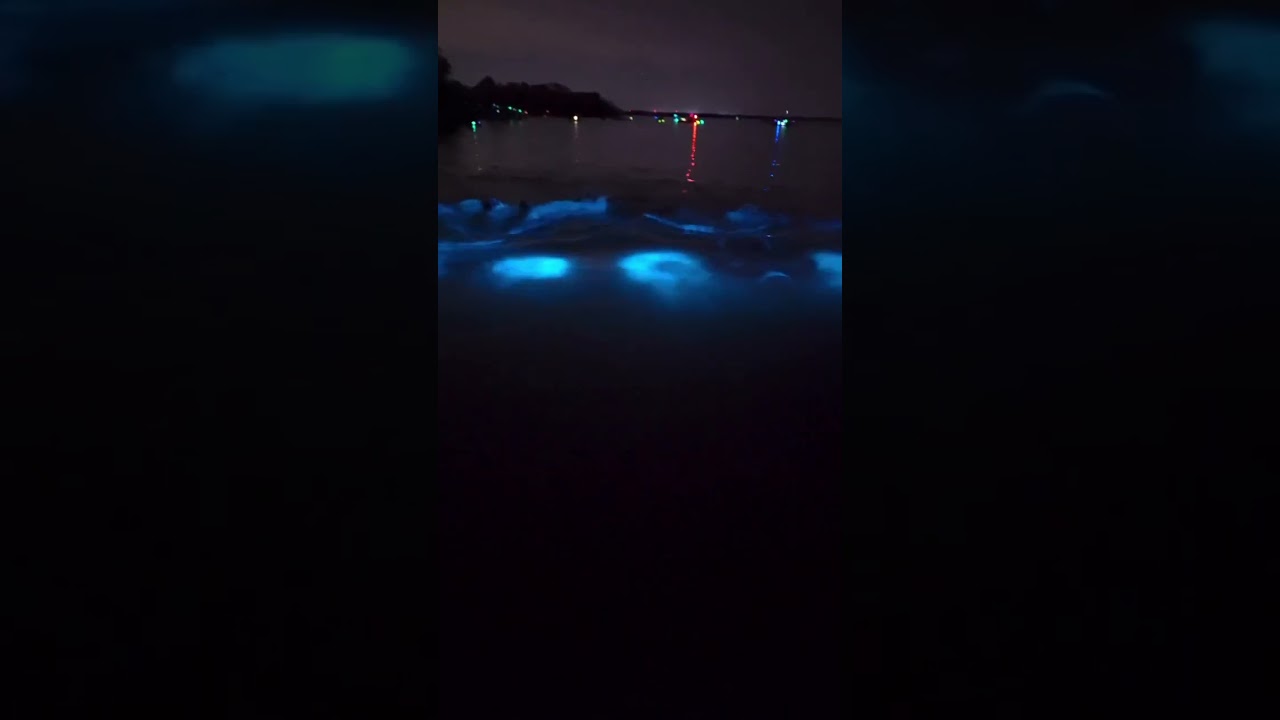 Glowing Plankton - Luminescent Plankton