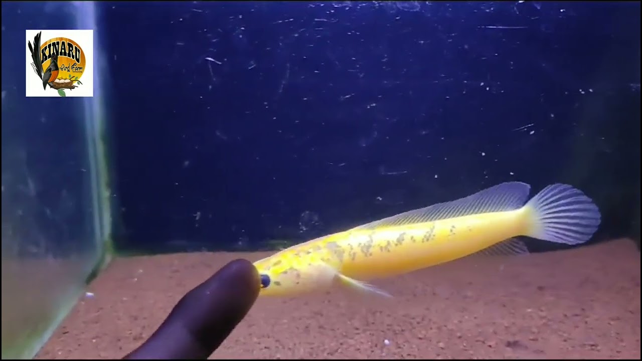 IKAN GABUS/ CHANNA FISH STRIATA GOLDEN KING.. #duniahobi #channa #limbatagolden #gabuschanna