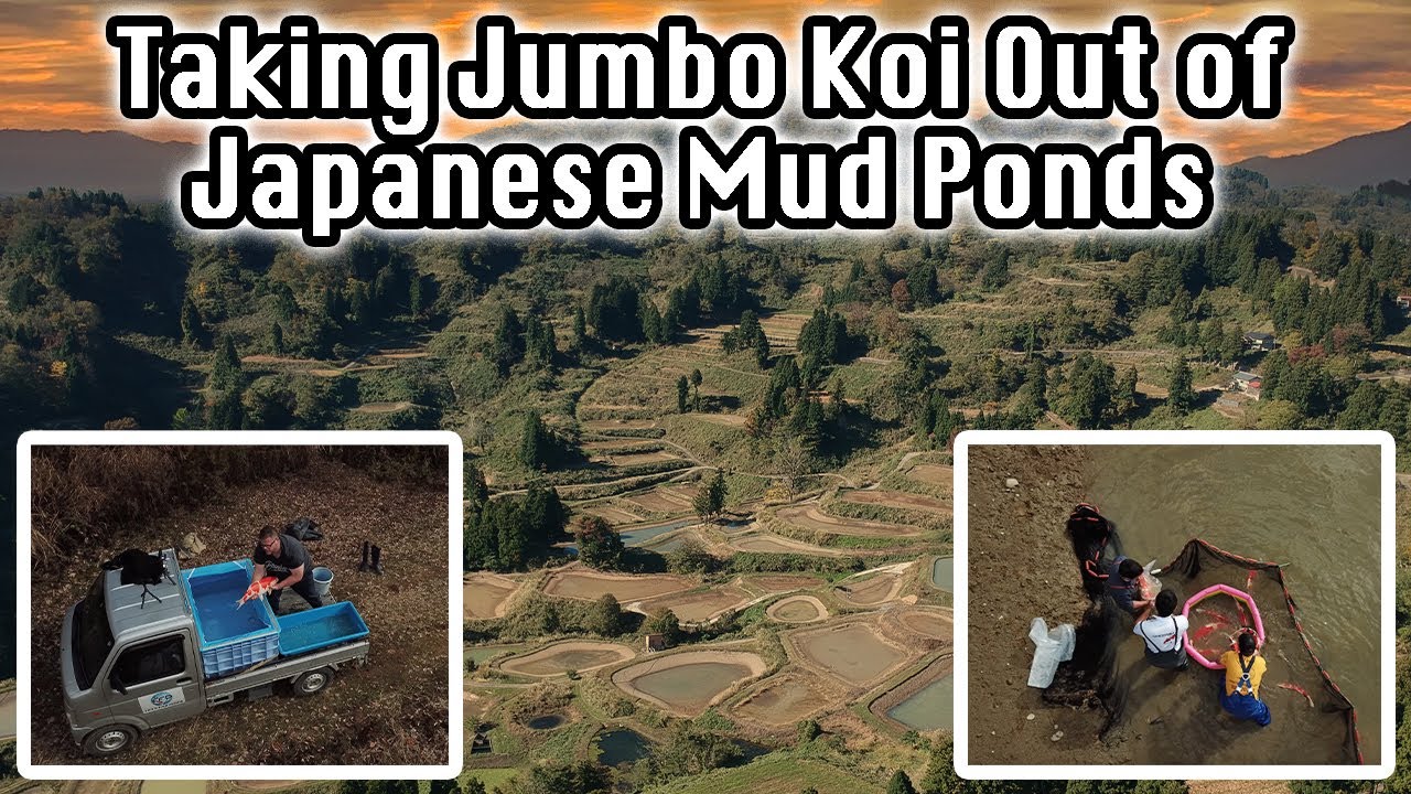 Catching Jumbo Koi In Japanese Mud Pond (Huge Koi in Japan) #shorts