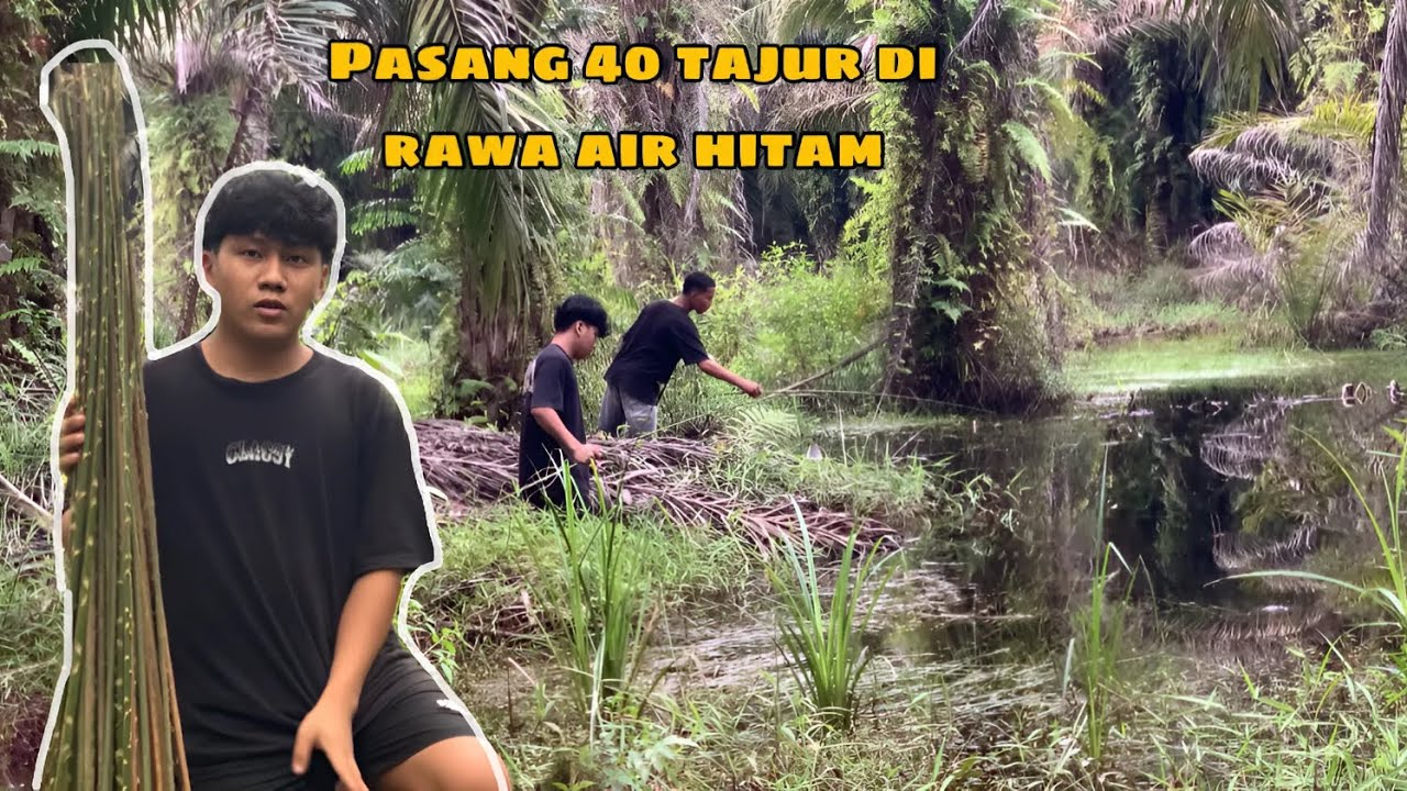 Pasang tajur di rawa air hitam sampai kewalahan ber kali2 di seret ikan !!