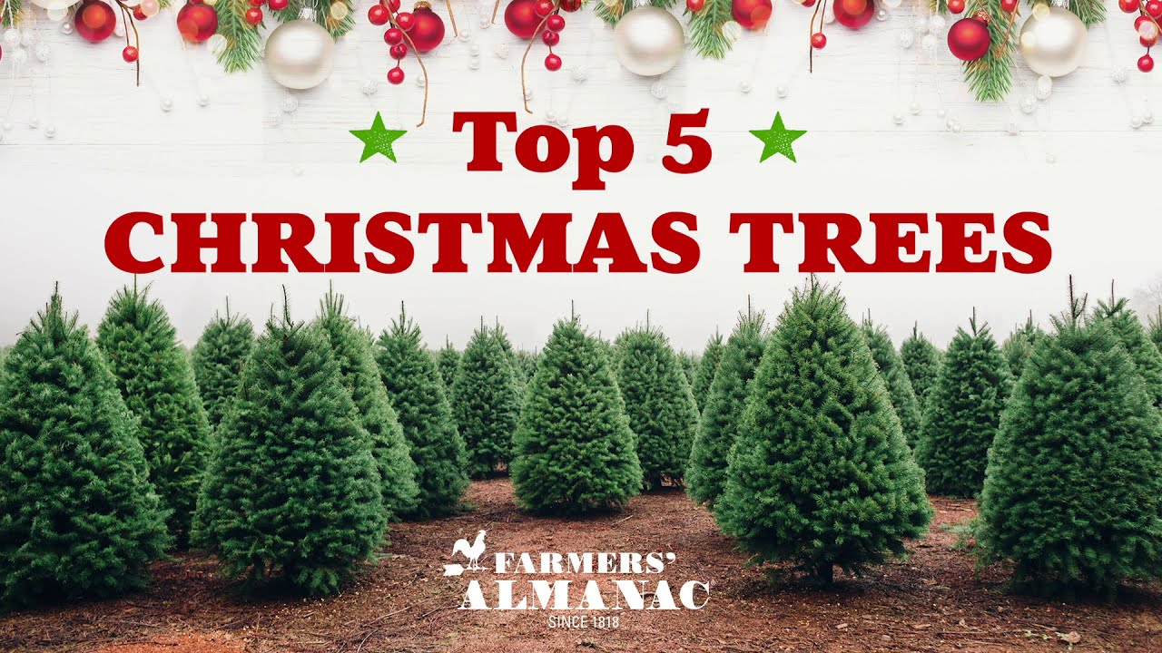 The Top 5 Fragrant Christmas Trees